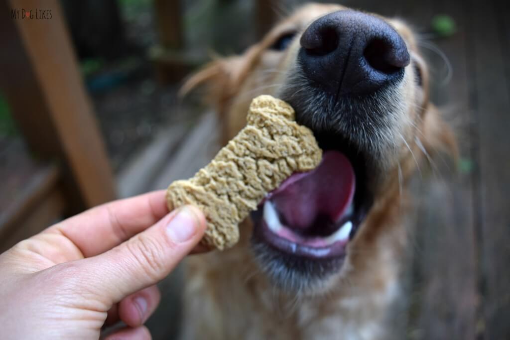 Dog Biscuit