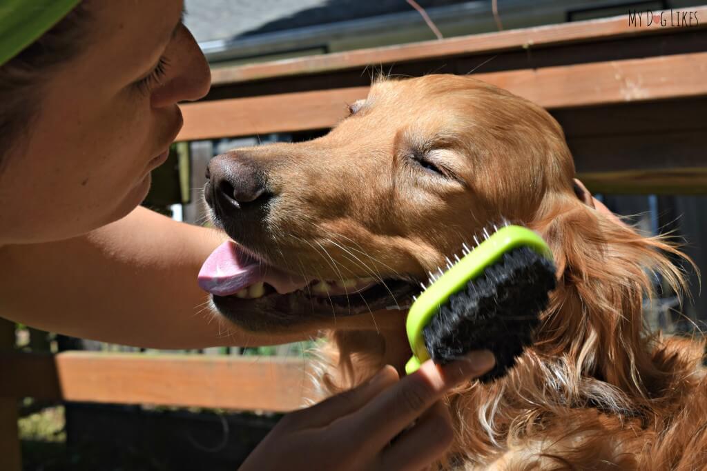 As you can see Charlie is a big fan of our FURminator Dual Dog Brush