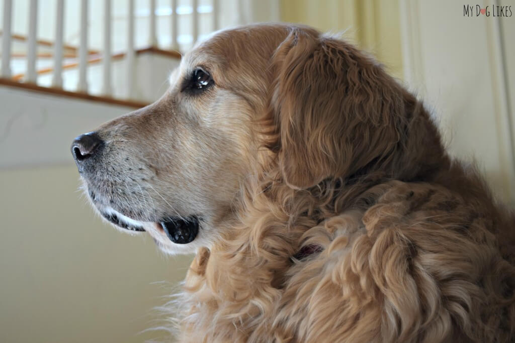 Our 9 year old Golden Retriever Harley