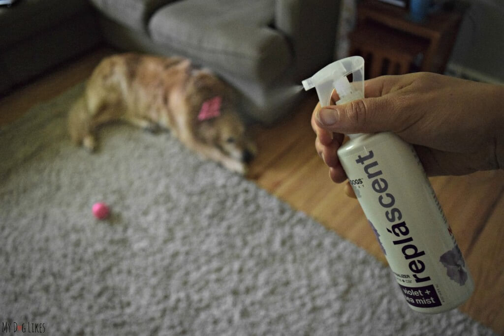 Using Isle of Dogs Deodorizing Spray to freshen up our living room rug!