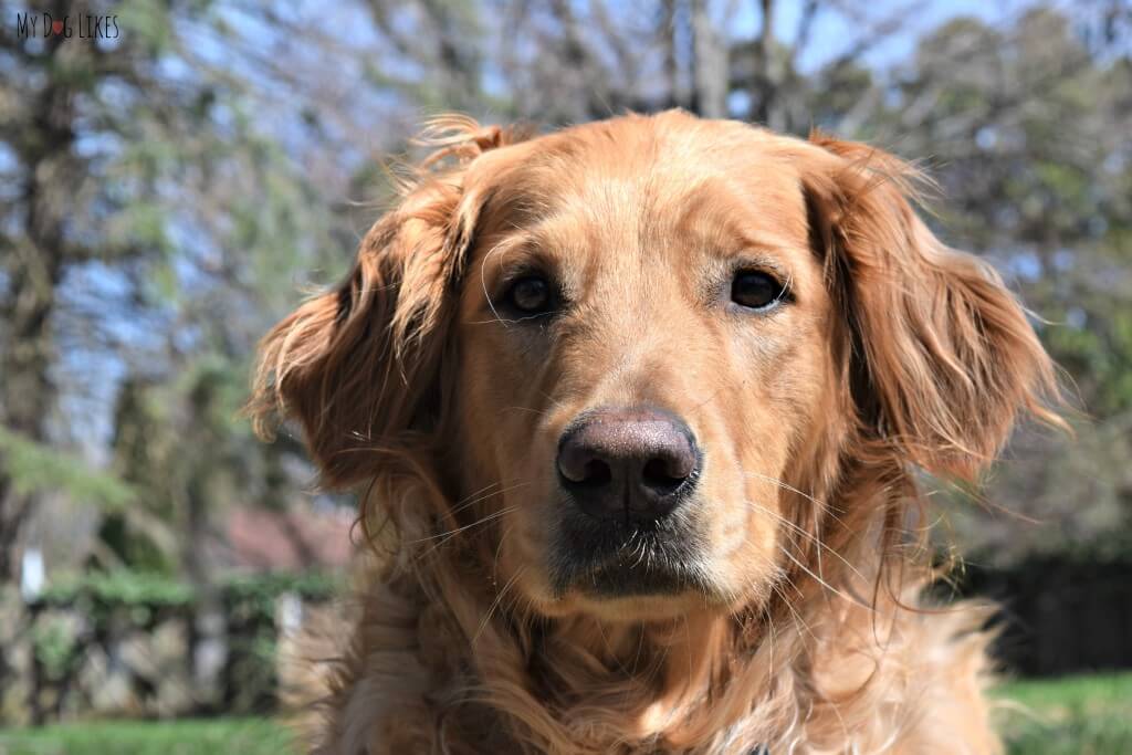 Our beautiful Golden Retriever dog Charlie