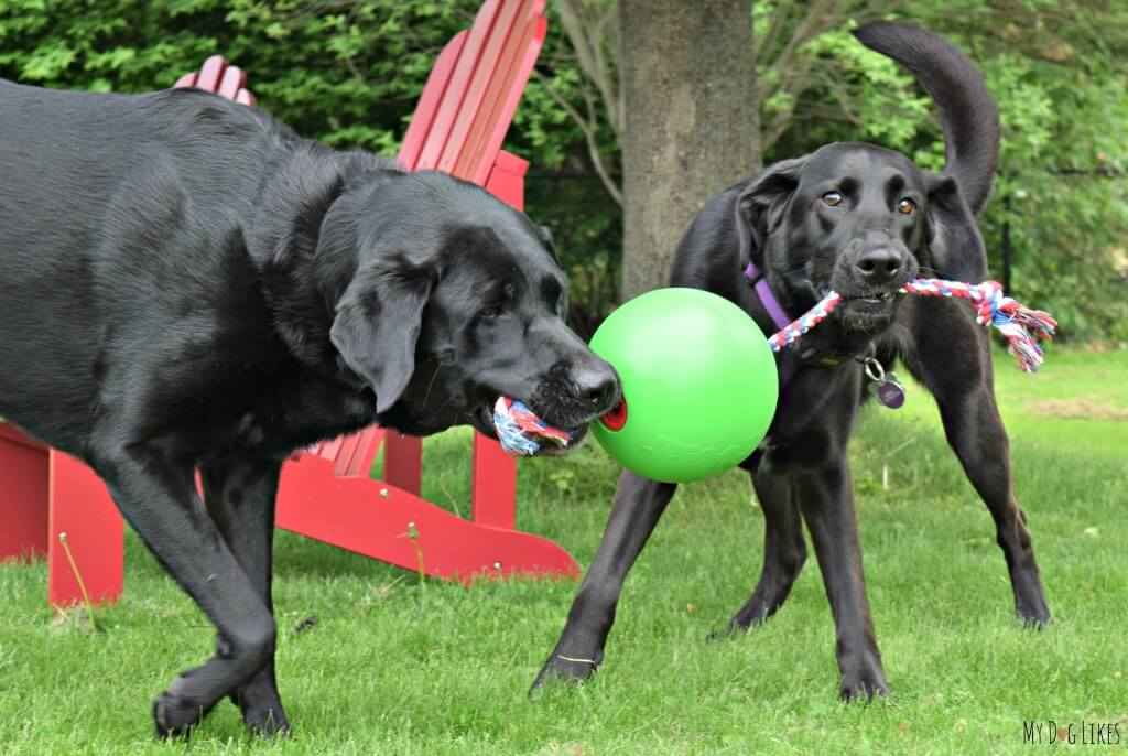 The Tuggo is without a doubt the most durable dog tug toy we have found!