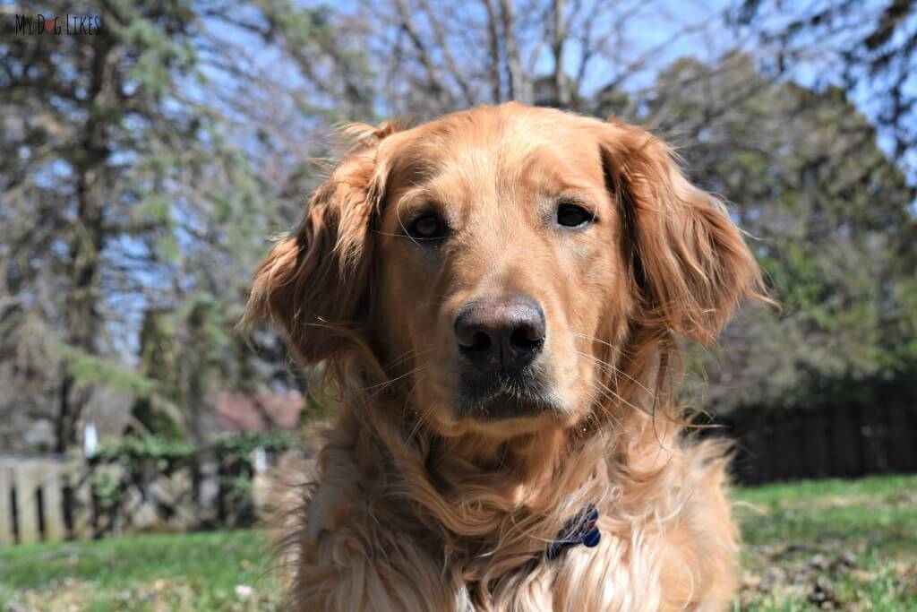 Our Handsome Dog Charlie