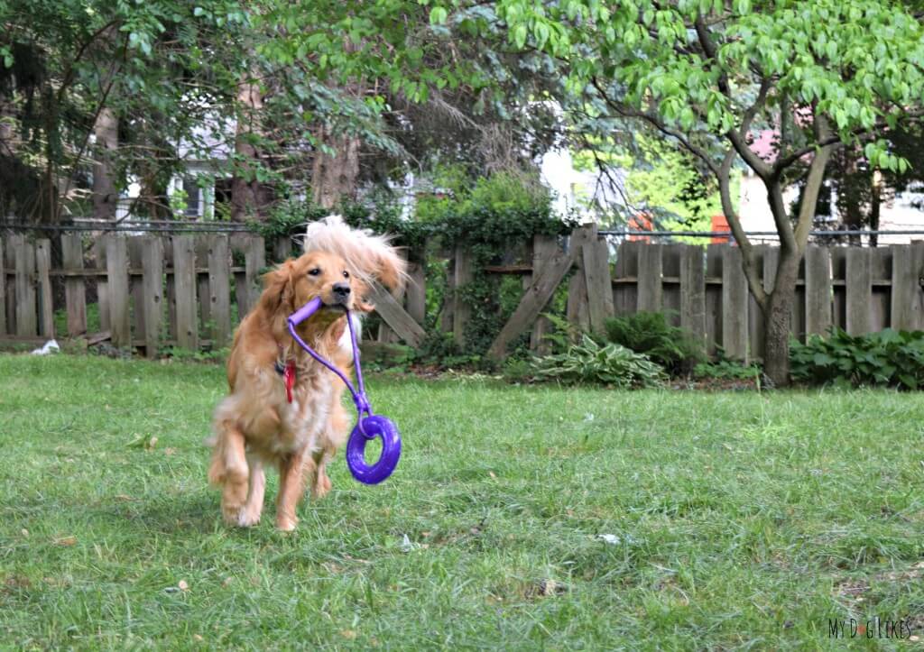 Charlie with one of our favorite new interactive dog toys - great for both tug and fetch games!