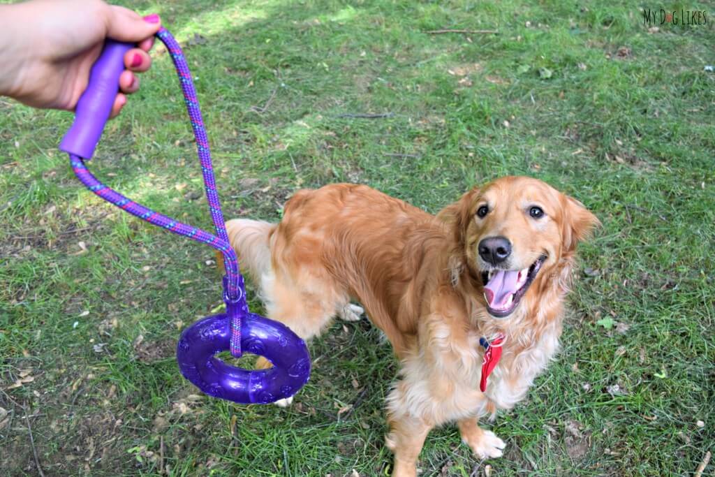 We are always eager to try out some new KONG toys. Here we are playing with the KONG Squeezz Ring with Handle.