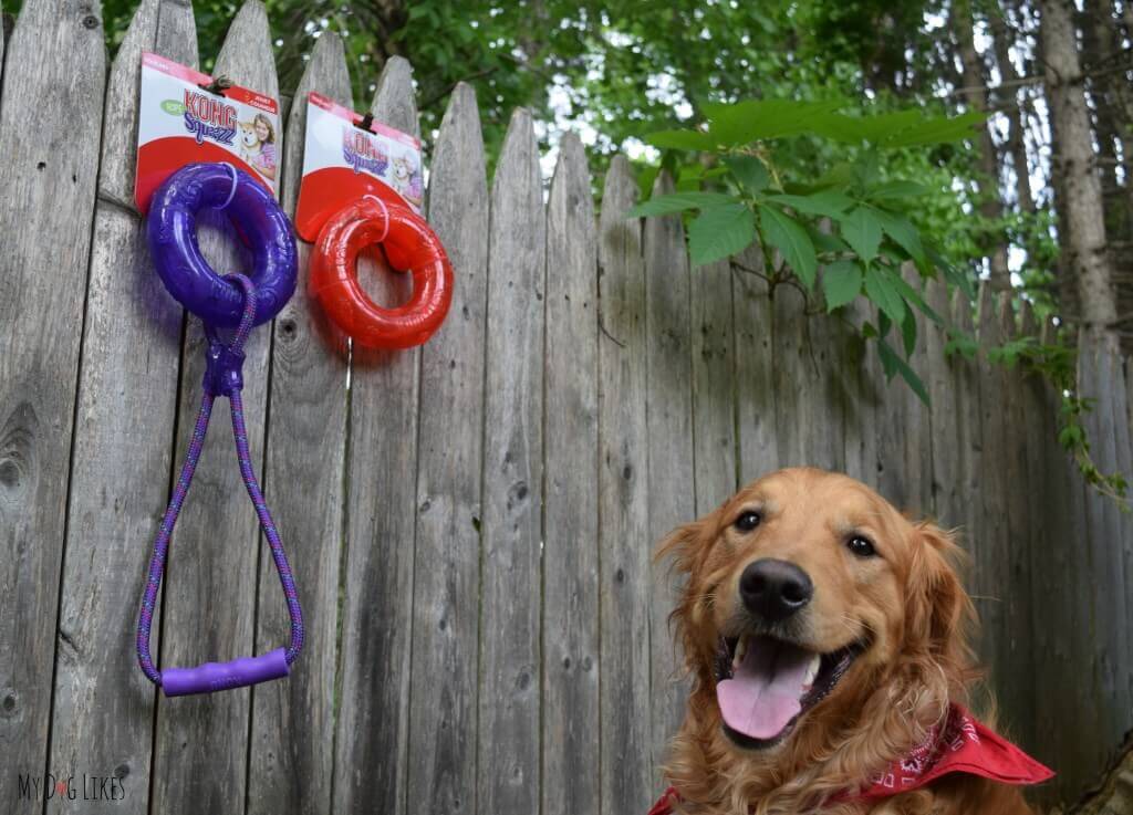 The Kong Squeezz toys are some of our favorite outdoor dog toys. We love the way they roll and bounce!