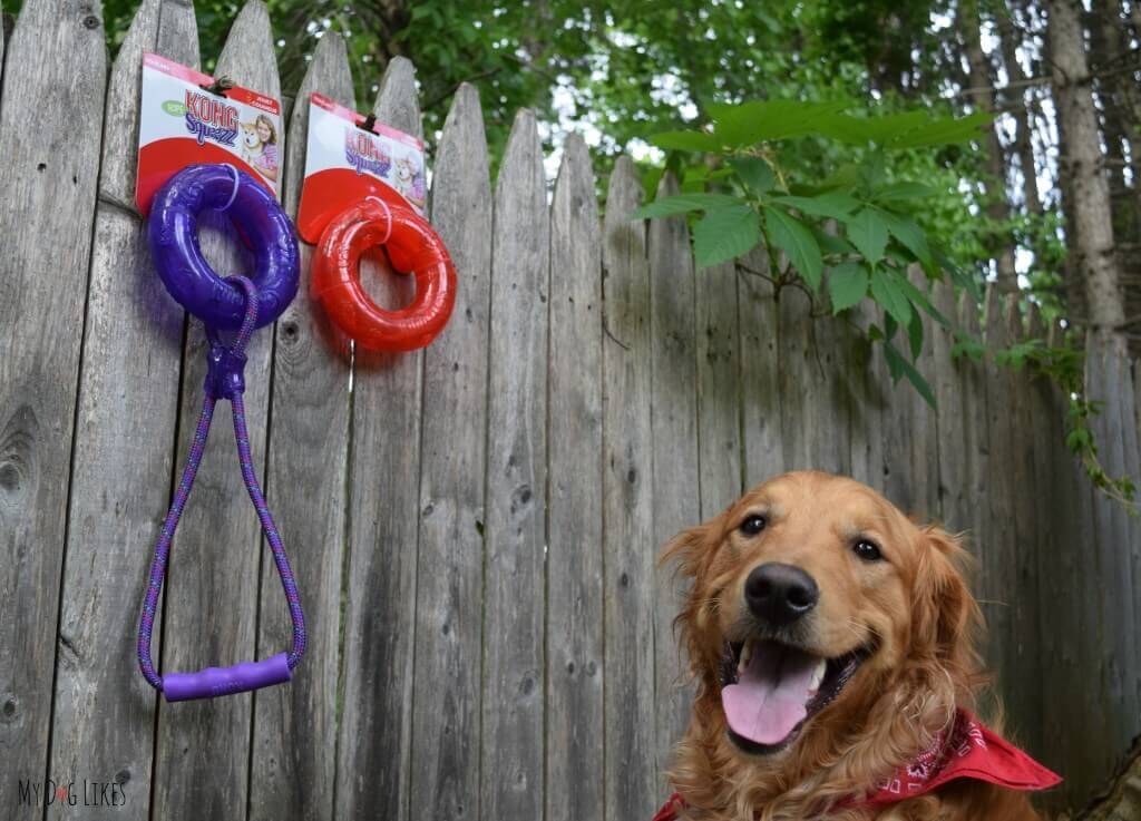 Charlie posing with new Kong Squeezz Toys from Chewy.com! Click here to read the official MyDogLikes review!