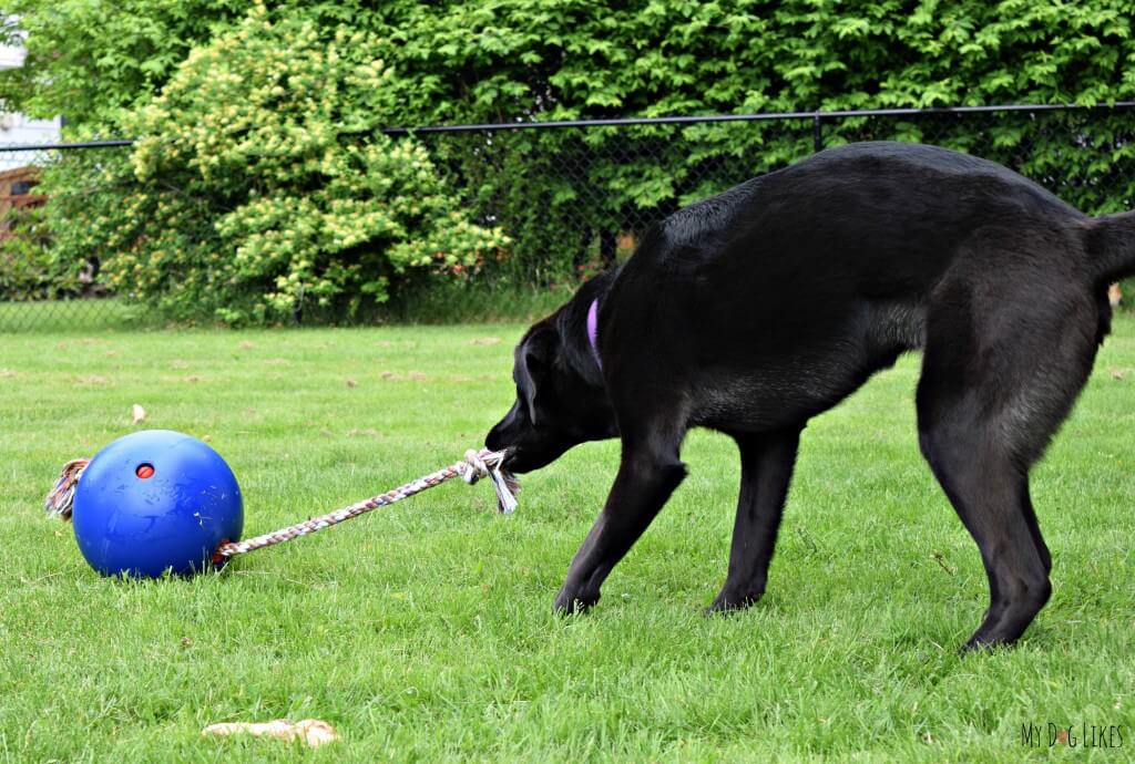 MyDogLikes recruits our lab friend Laila for the official Tuggo Dog Toy review!