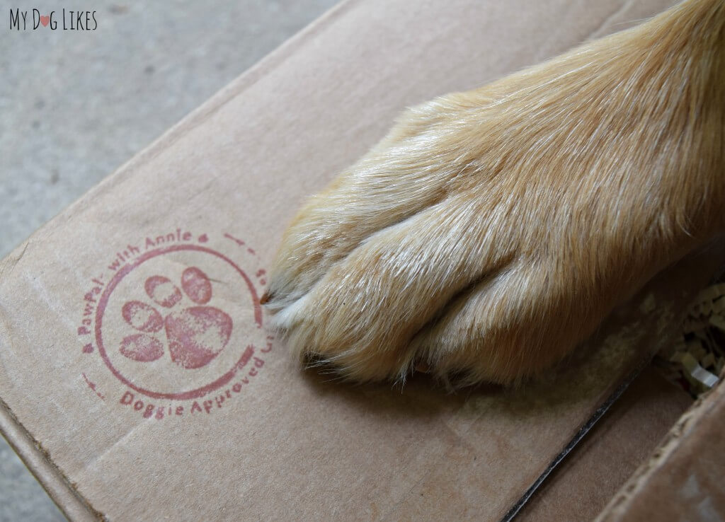 Charlie about to open up a package from his Paw Pal Annie!