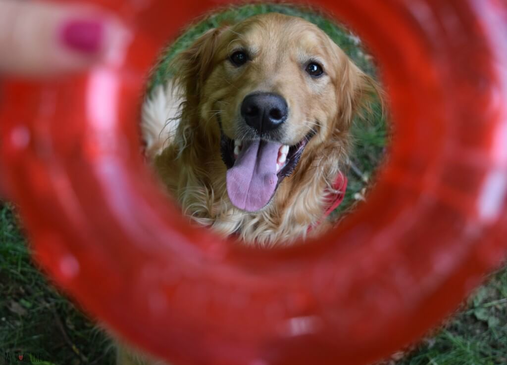 MyDogLikes reviews the KONG Ring dog toy.