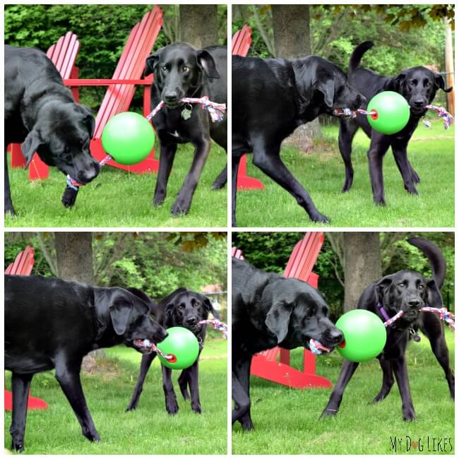 outdoor toys for large dogs