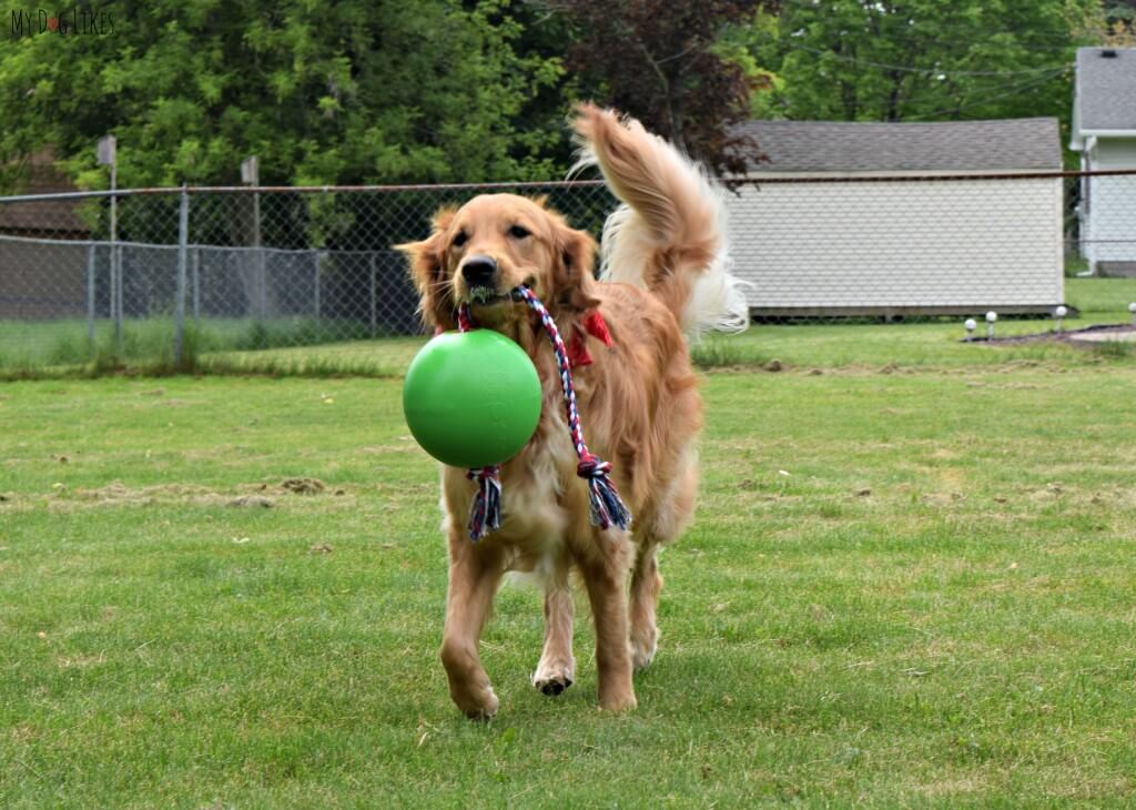 Charlie testing out the Tuggo for the official MyDogLikes review! See if this tough dog toy stood up to our powerful chewers!