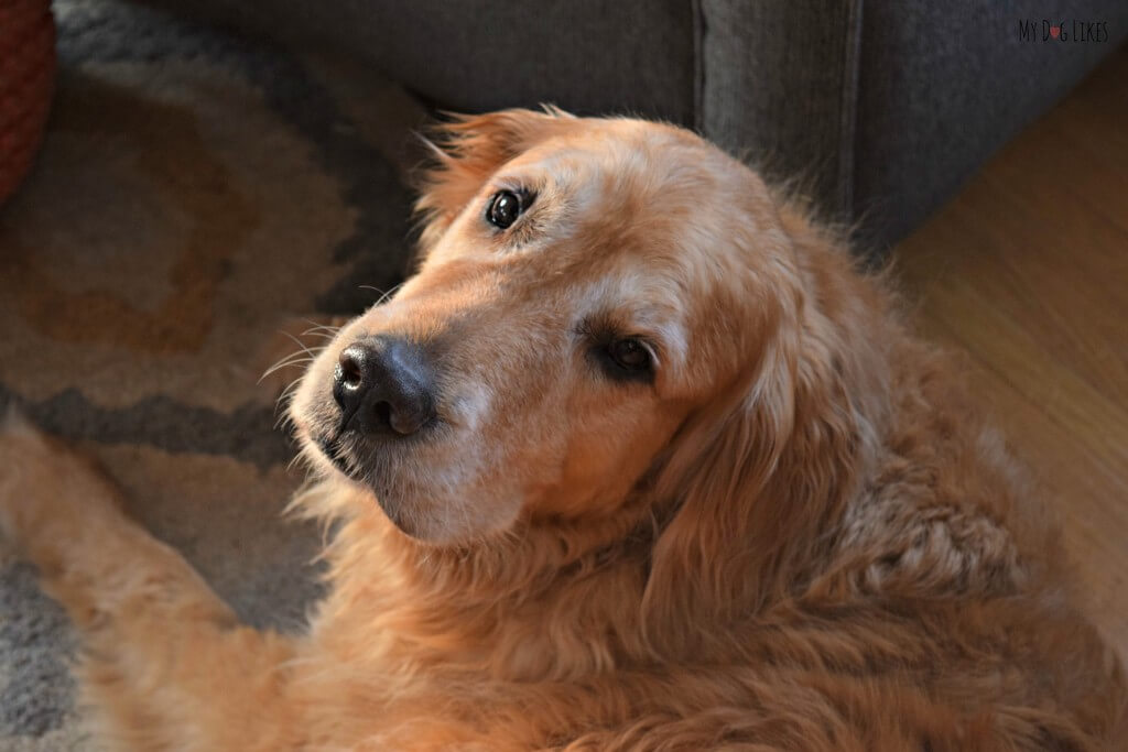 Look at that sweet senior Golden face!