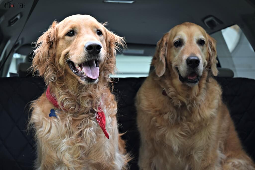 Our handsome dog models posing on their brand new cargo cover!