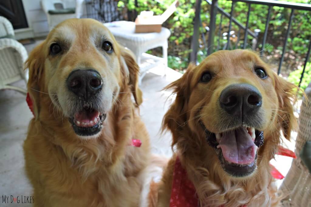 Harley and Charlie - our very happy Golden Retriever boys!