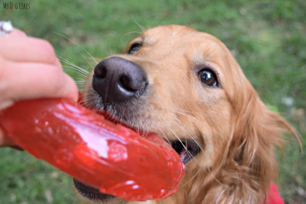 KONG Squeeze toys have a great squeaker to hold your dogs interest