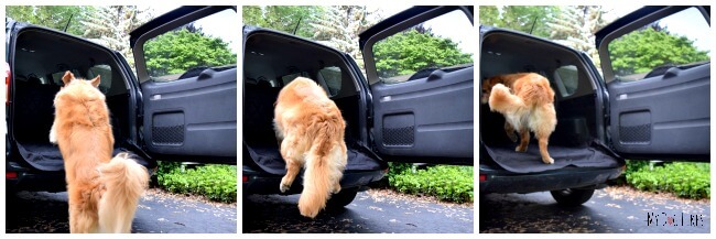 Harley jumping into our Toyota Rav4. With 2 active Golden Retrievers in our family we have found this to be a great SUV for dogs!