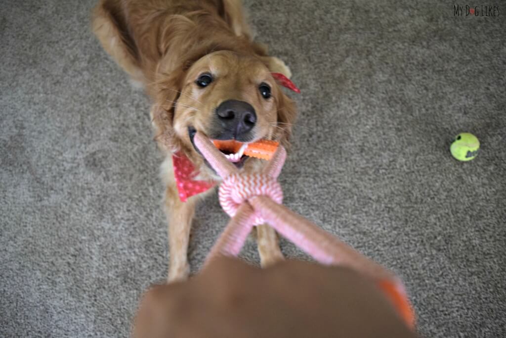 Looking for the best dog tug toys? Check out the Nylabone Dura Toy!