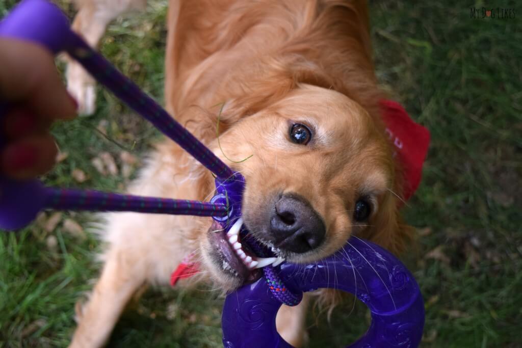 Searching for the best dog tug toys? Check out our KONG Squeezz Review!