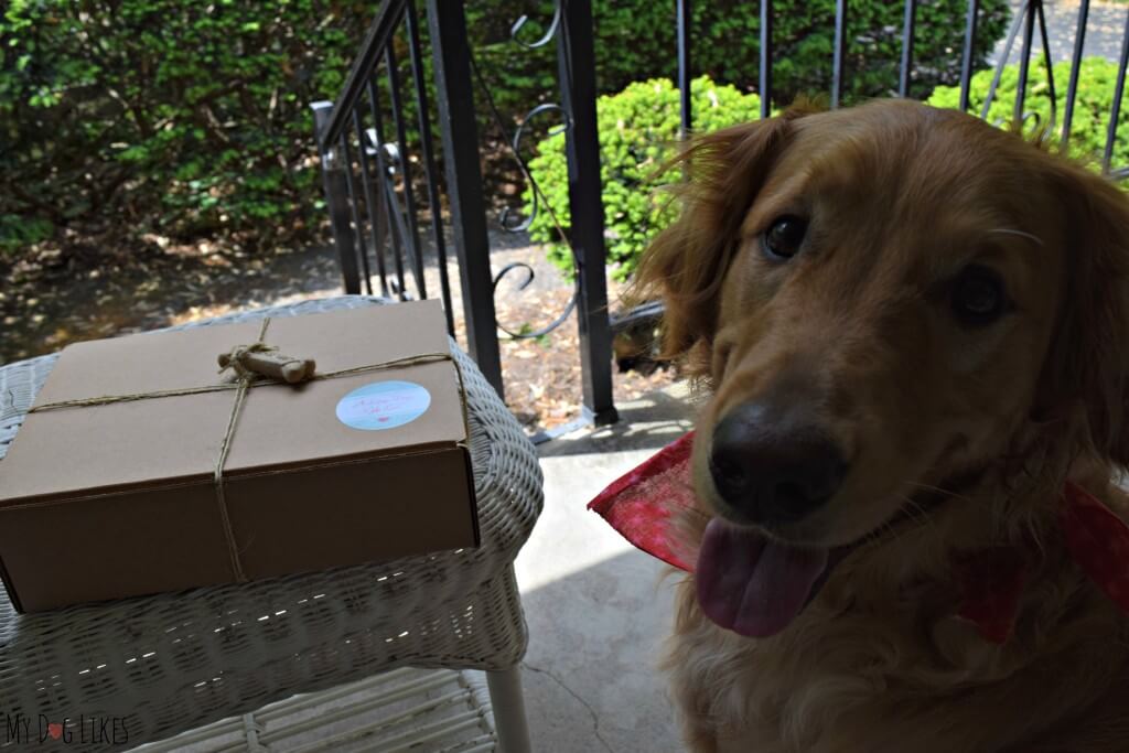 Thinking of purchasing a dog subscription box? Browse the MyDogLikes reviews first!