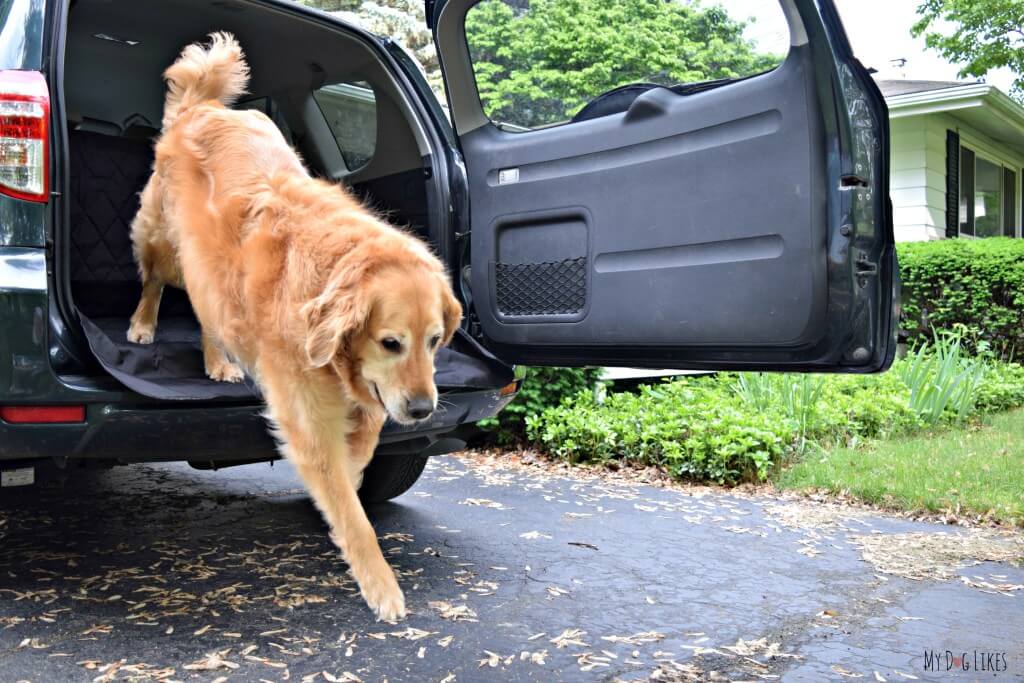 The Toyota Rav4 is an excellent option for dog owners. The low tailgate makes it easy to get in and out of and the cargo area is very spacious and comfortable.