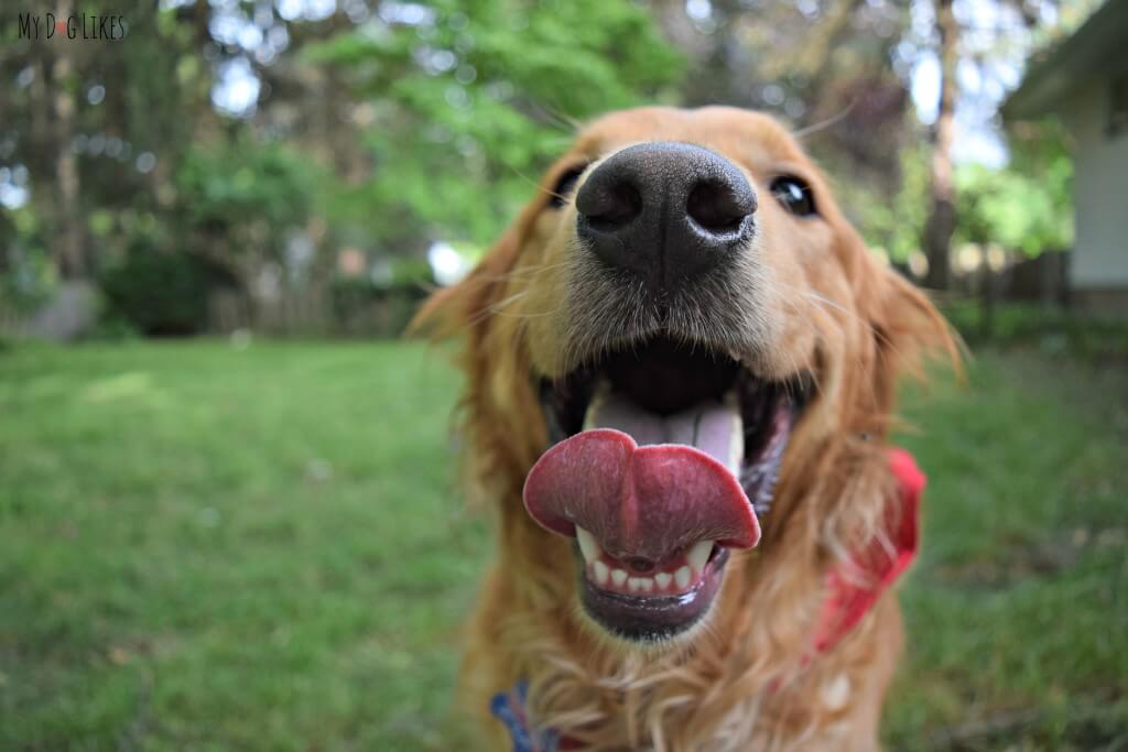 At just under 2 years of age, we still have quite the puppy brain on our hands!