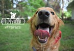MyDogLikes is excited to let you know about Puppyhood.com - an amazing free resource for dog owners. Stop by for advice on puppy training, health, obedience and more!