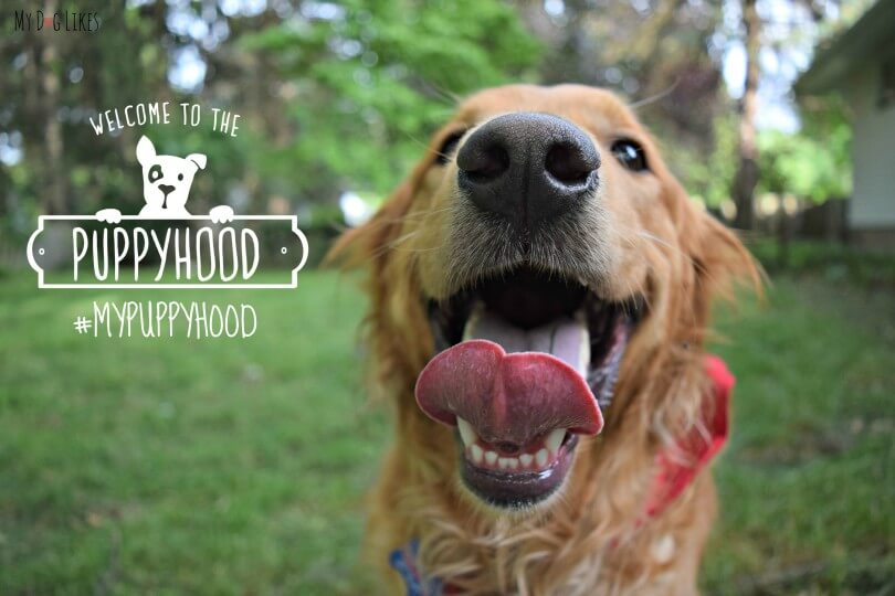 MyDogLikes is excited to let you know about Puppyhood.com - an amazing free resource for dog owners. Stop by for advice on puppy training, health, obedience and more!