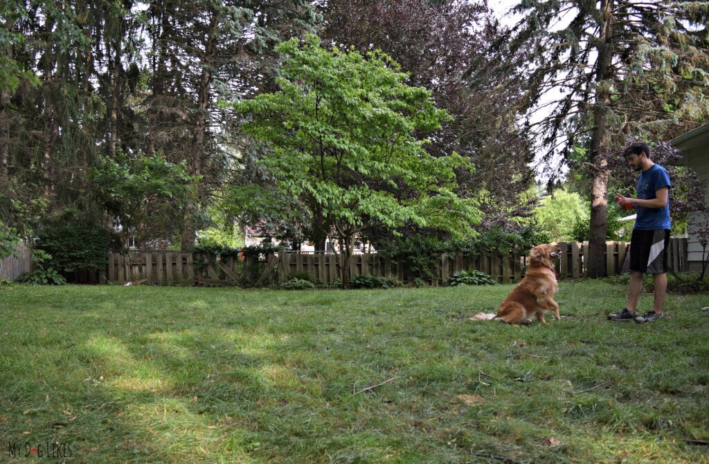 Practicing the "ready, steady, go" dog obedience command