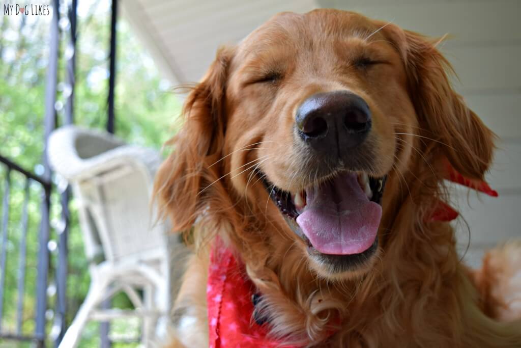 Our Golden Retriever Charlie showing off his million dollar smile!