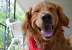 Our Golden Retriever Charlie showing off his million dollar smile!