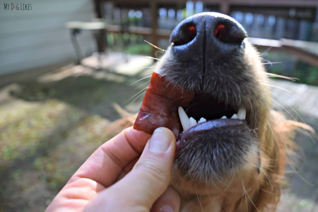 Charlie enjoying some PetSafe Dog Treats!