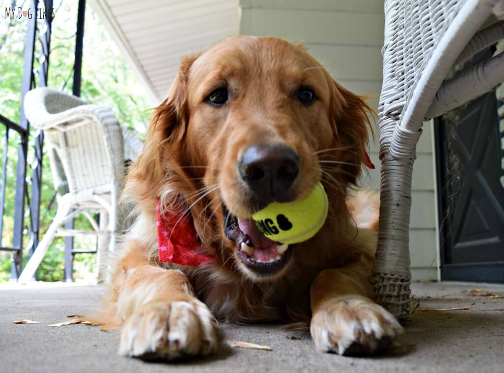 Charlie chewing on a fresh Kong Tennis Ball