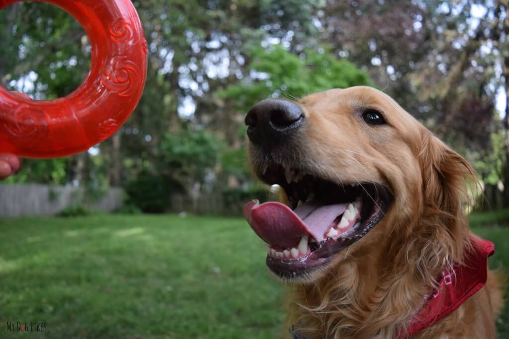 Charlie excited to test out the KONG Squeezz Ring. Could this become his latest fetch obsession?