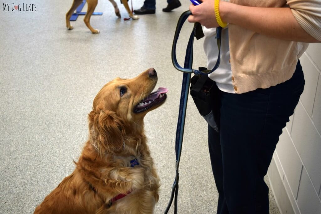 Charlie attending a dog training class at Lollypop Farm near Rochester, NY.