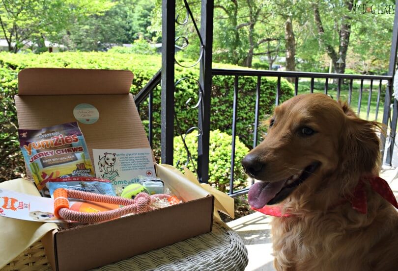 Charlie posing with his first Paw Pals With Annie subscription box