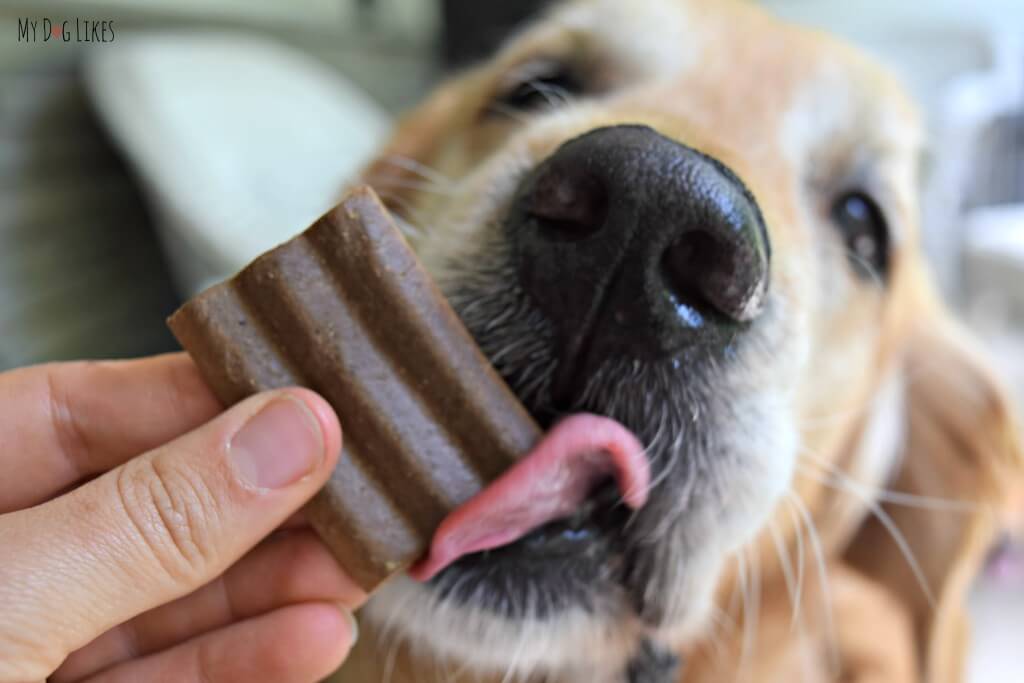 Harley getting his first taste of Yumzies Dog Treats