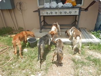 A group of Potcake Dogs at the Abaco shelter in the Bahamas.