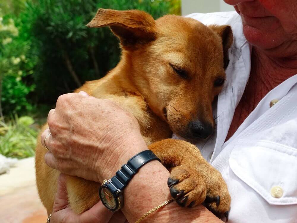 A sweet puppy at the Potcake Rescue in Abaco Bahamas.