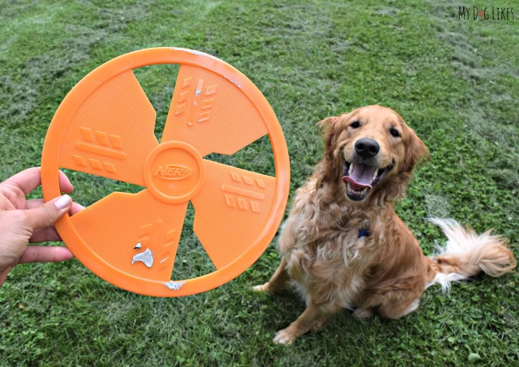 Charlie, our resident Frisbee Dog, waiting to fetch his new NERF Frisbee!