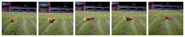 Action shots of Dog Chasing Frisbee