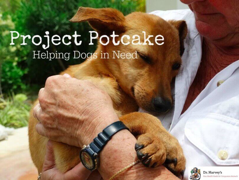 Read about the important work Dr. Harvey's is doing to help dogs in need with their Project Potcake initiative!