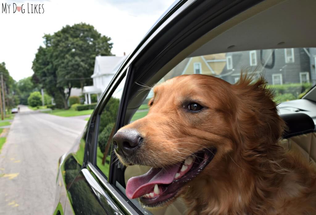 Charlie enjoying a ride in our new Subaru!