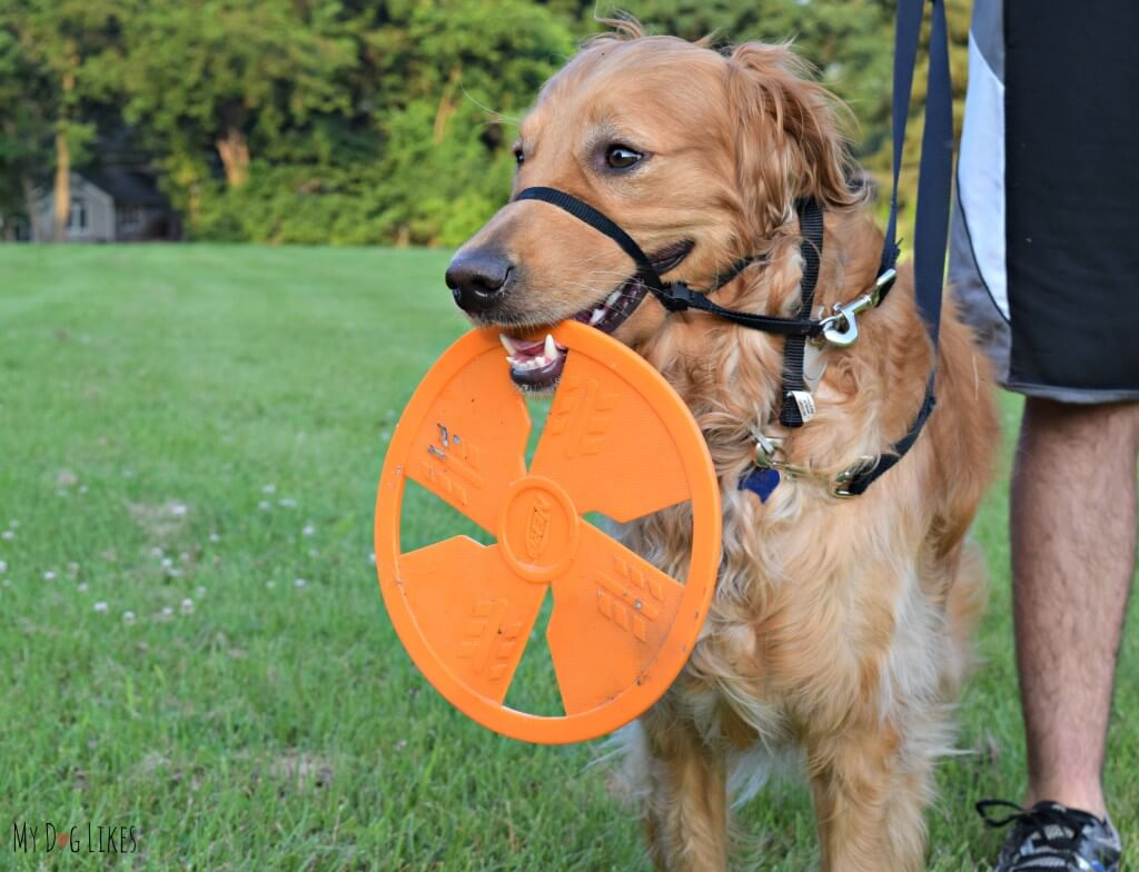 We love that the NERF dog flyer is easy for Charlie to pick up and carry.