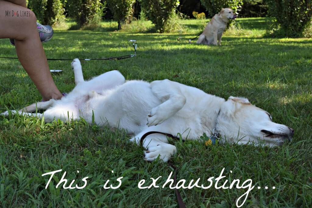 It is exhausting spending the day cheering on your human! These service dogs received a well deserved break during the action!