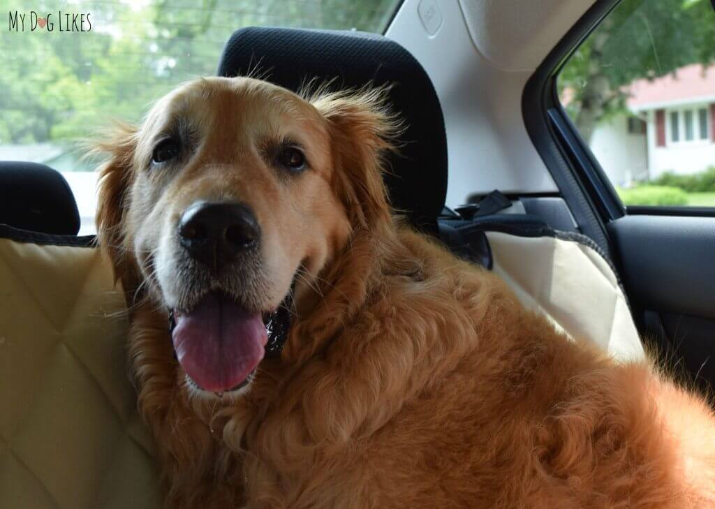 Harley going for a ride in the new car!