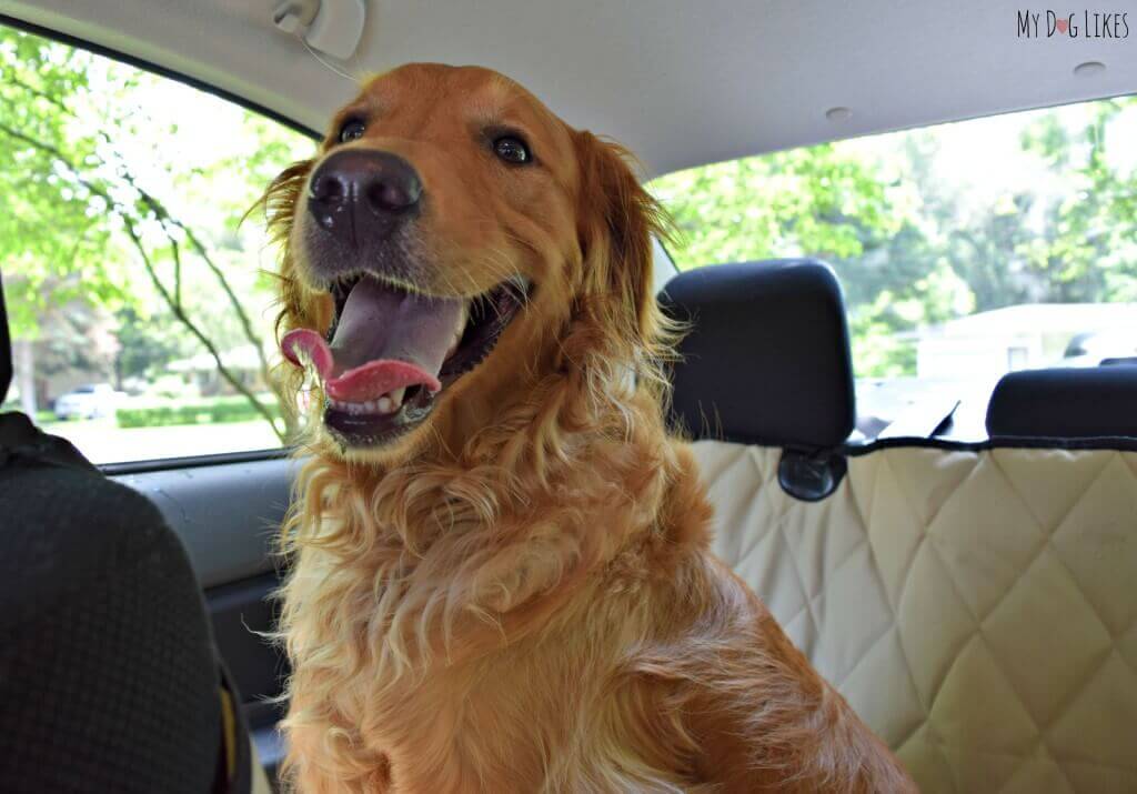 Charlie - Our Golden Retriever with a million dollar smile