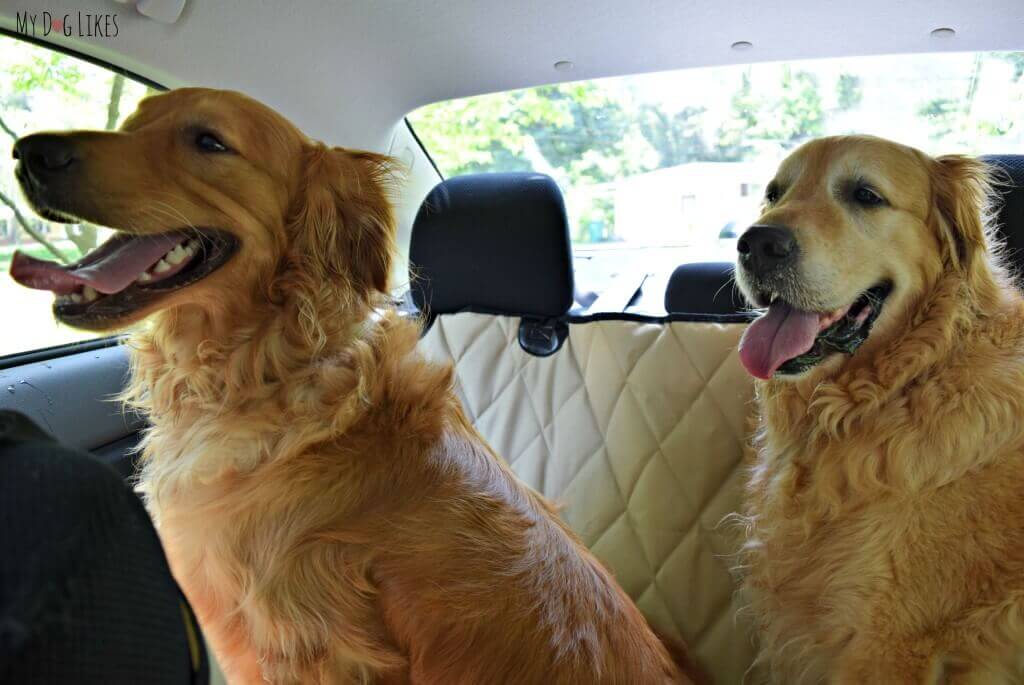 Harley and Charlie enjoying a ride in the car during our 4Knines seat cover review and test!