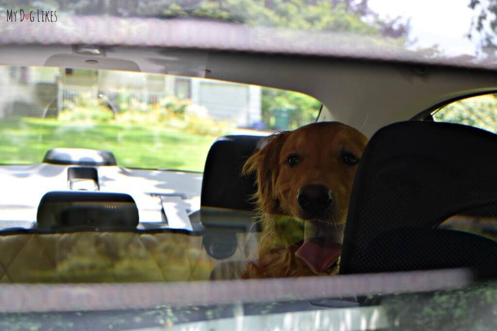 Keeping an eye on the pups in the backseat!