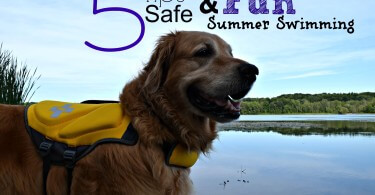 Dog Swimming Safety Tips from MyDogLikes